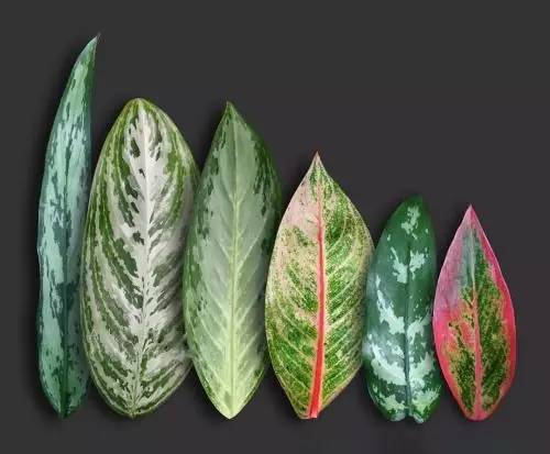 گل و گیاه ایجاد سلامتی و بهبود در شخص