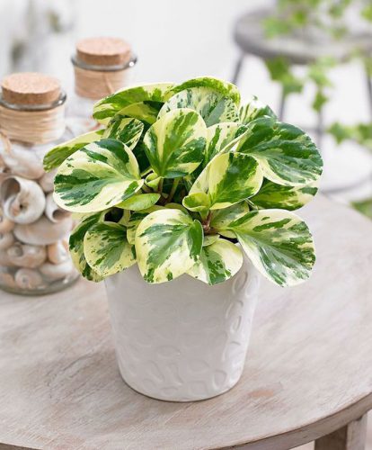 گل و گیاه خانگی کاهش دی اکسید کربن