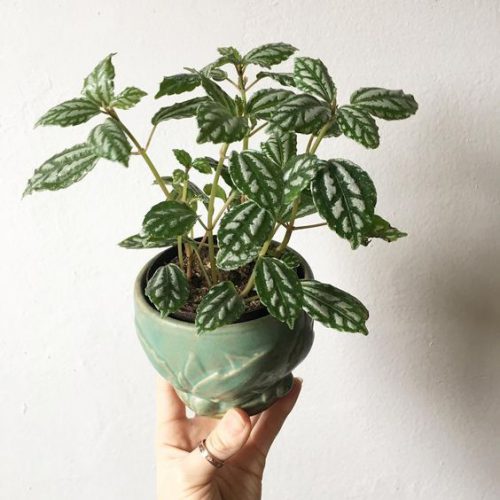 گل و گیاه تسکین درد