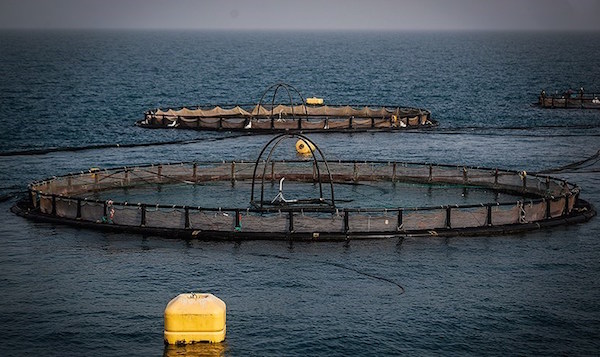 پرورش ماهی در قفس