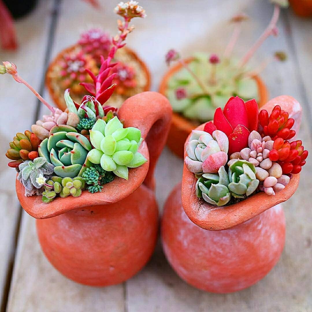 پرورش کاکتوس زینتی