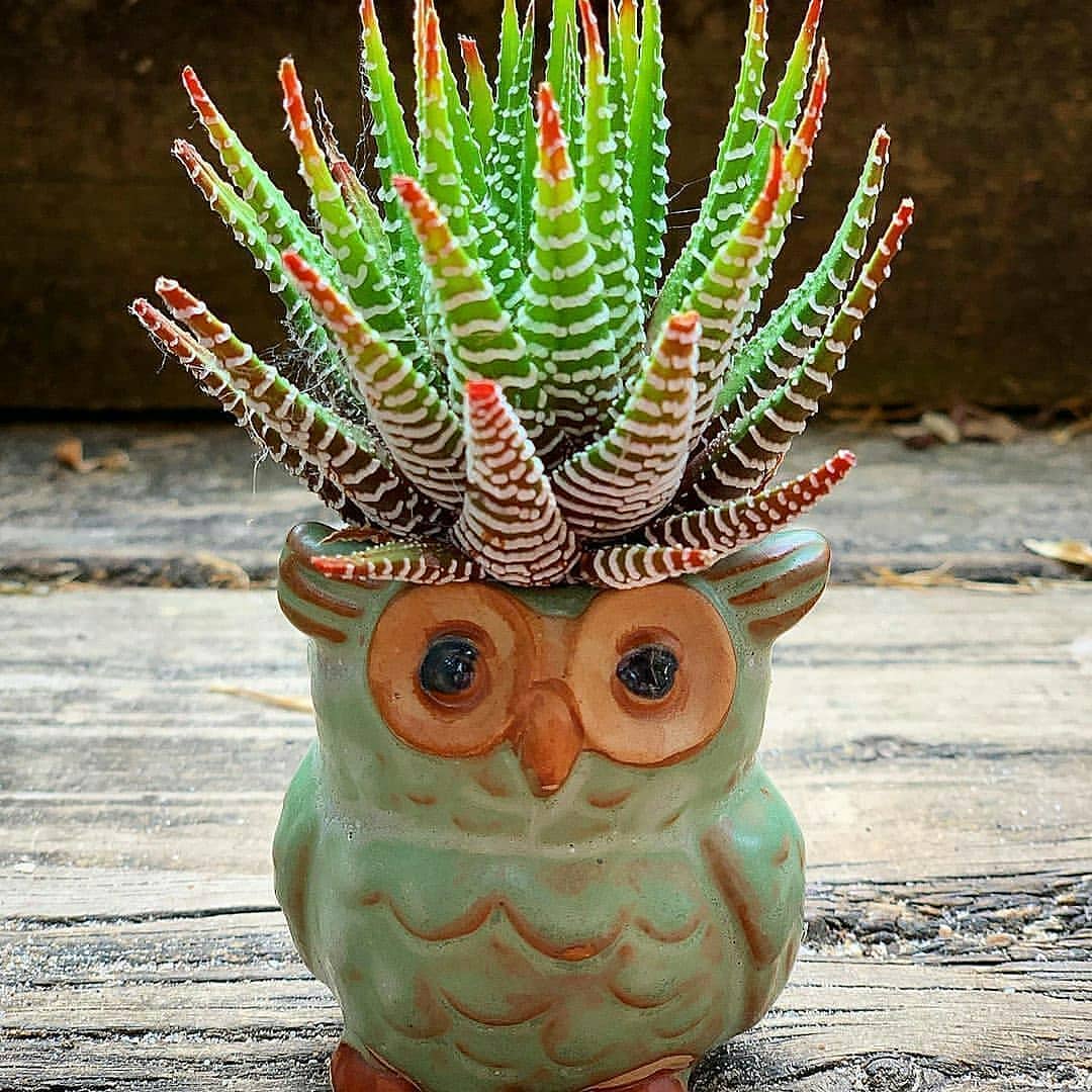 پرورش کاکتوس زینتی