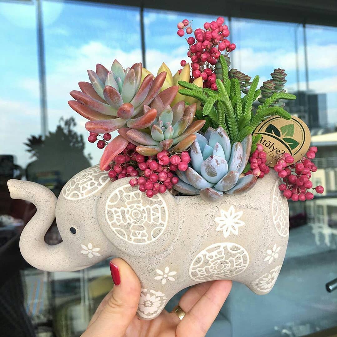 پرورش کاکتوس زینتی