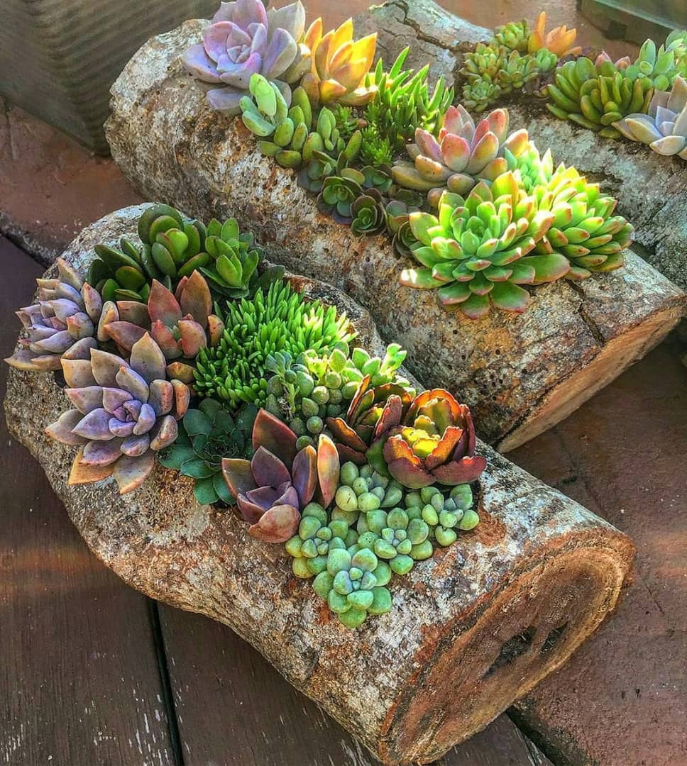 پرورش کاکتوس زینتی