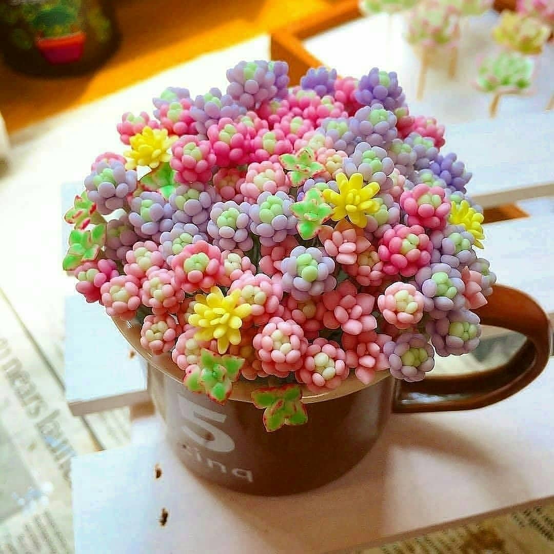 پرورش کاکتوس زینتی