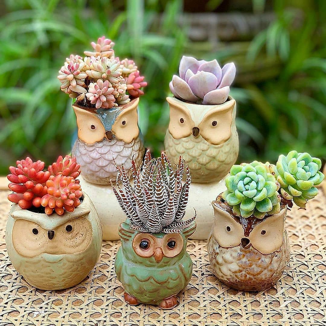 پرورش کاکتوس زینتی