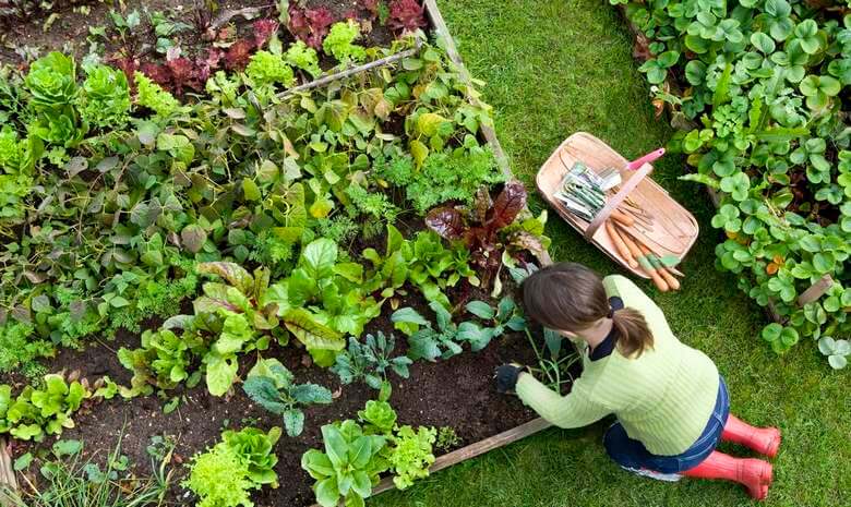 کاشت سبزی خوردن