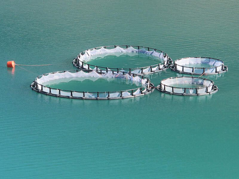 پرورش ماهی در قفس