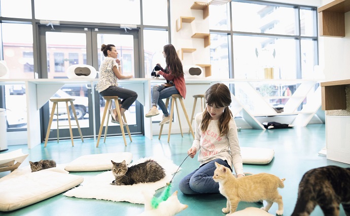 کافه گربه ها