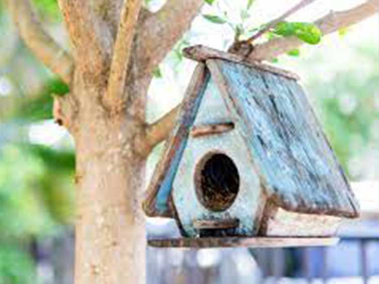 لونه پرندگان 