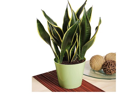 طراحی نرم افزار گلدان