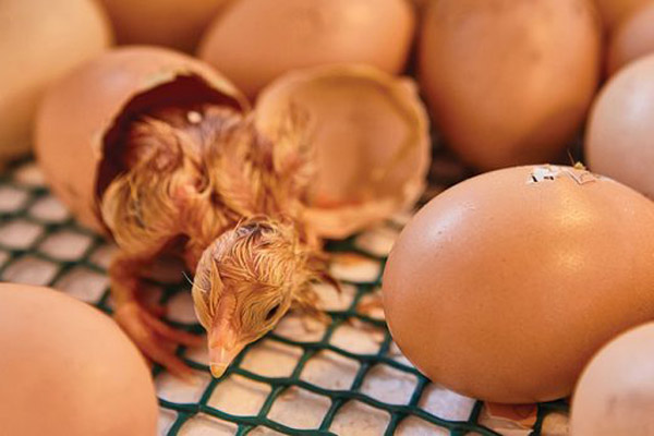 دستگاه جوجه کشی