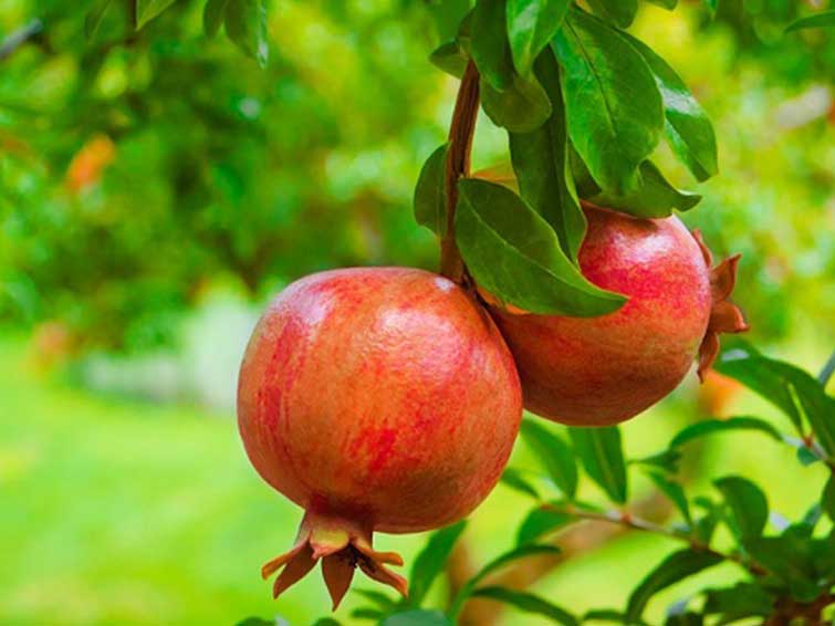  بسته بندی انار برای نسوختن روی درخت