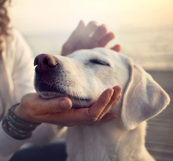  وبسایت معرفی حیوان خانگی 