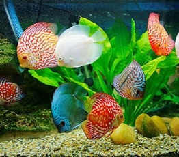 پرورش ماهیان زینتی 