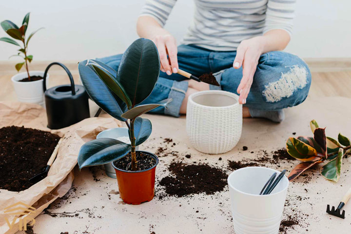  تکنسین گلدون خانگی